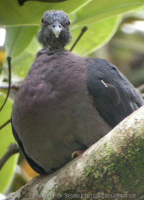 A Sri Lanka Wood Pigeon immature in Sinharaja rain forest - 20, March, 2008