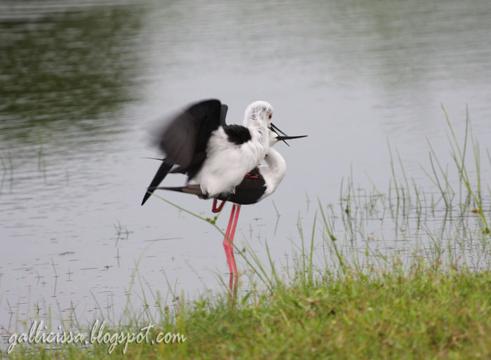 Black-winged Stilt mating sequence-6