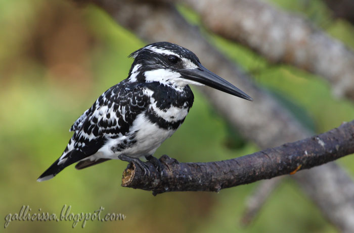 Lesser Pied KIngfisher