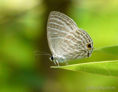 Common Cerulean at my home garden