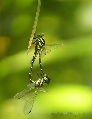 Sri Lanka Forktail in tandem position -24, May, 2008 Bomiriya, Kaduwela. The female is on the bottom holding on to the male