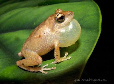 Common Shrub Frog