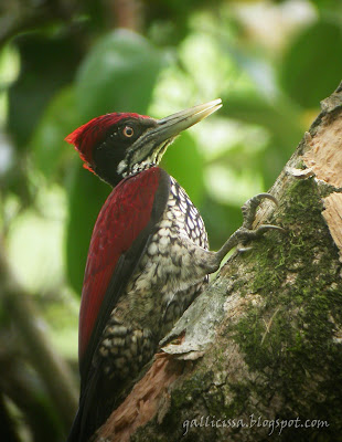 Crimson-backed Flameback aka Greater Flameback male in Sinharaja 'World Heritage' rain forest