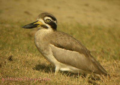 Great Thick-knee on its knees