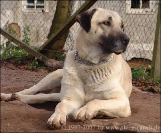 Kangal_Ruede.jpg