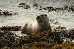 Shetland Mammal Photos (click photo)