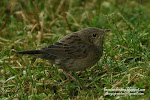 Lanceolated Warbler (click photo)