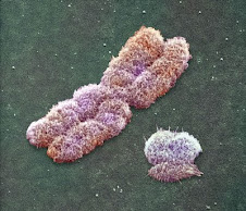 material genetico