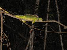 Iguana