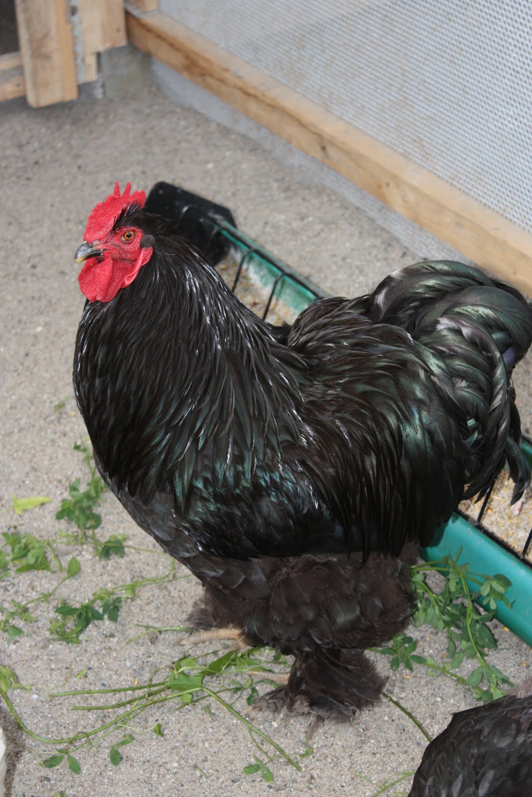 Rassen Hühner Cochinchina Hühner