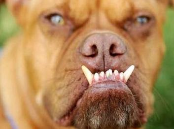 Qual raça de cachorro tem os dentes pra fora Clearance