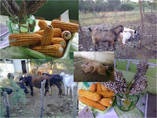 Produção de alimentos para os animais