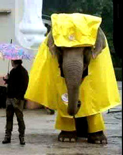 wetelephant.jpg