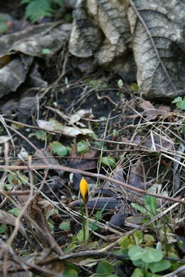 Single yellow crocus