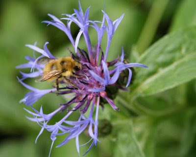 Bumblebee closeup