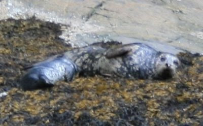 Seal with pup closeup