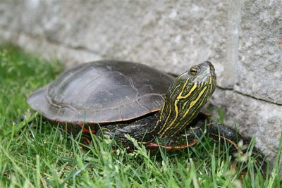 Painted turtle in the garden