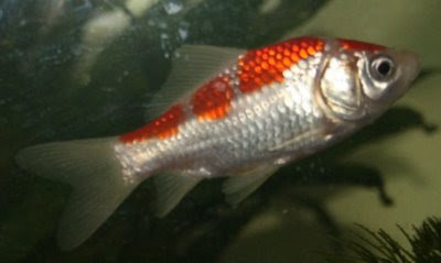 Goldfish white with orange bars