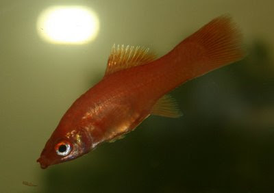 Female swordtail - skinny, likely after giving birth