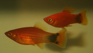 Pair of Mickey Mouse platy