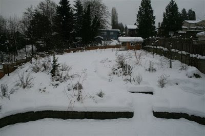 Back yard in snow