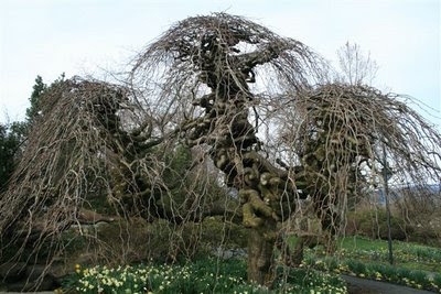 Very contorted willow tree