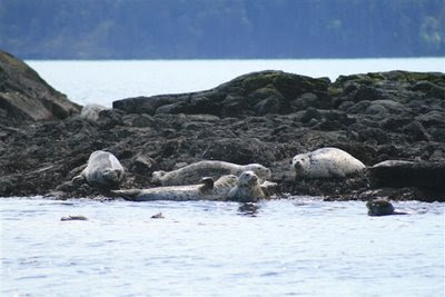 Harbour seal hangout