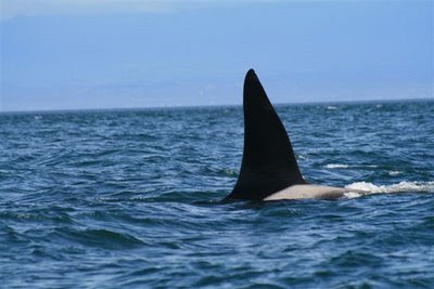 Male Orca Fin