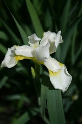 Beautiful white iris
