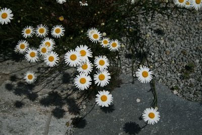Daisies on the pathway