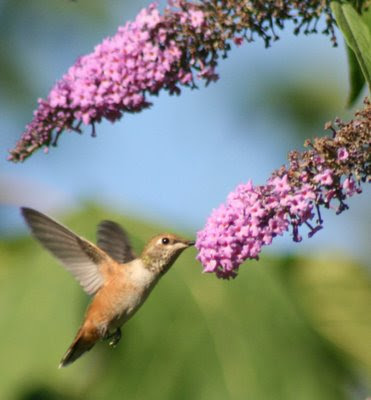 Hummingbird and buddleia