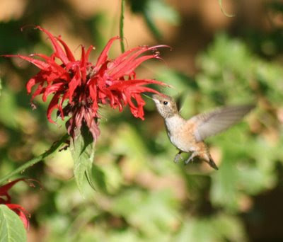 Hummingbird and Monarda