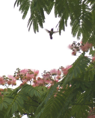 Hummingbird in Silk Tree