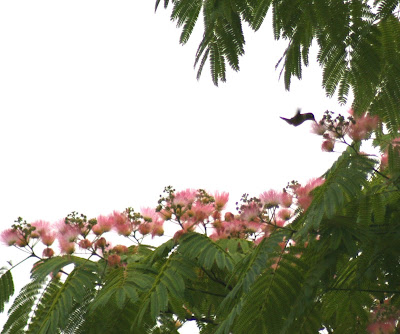 Hummingbird in Albizia julibrissia