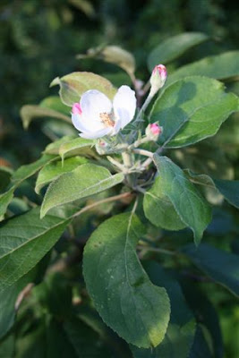 Late apple blossom
