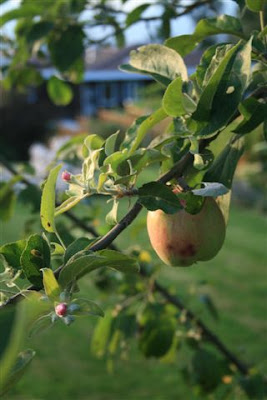 Late apple blossoms with fruit