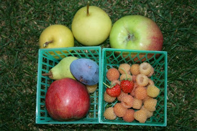 Samples of fruit