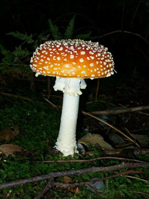 Amanita Muscaria mushroom - red with white spots
