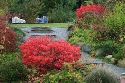 Euonymus elata in autumn red