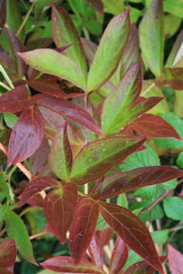 Peony leaves showing Autumn color