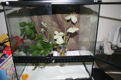 Cage full of walking stick bugs