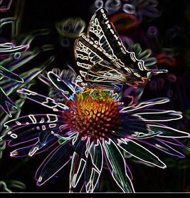 Funky Photoshopped swallowtail butterfly image