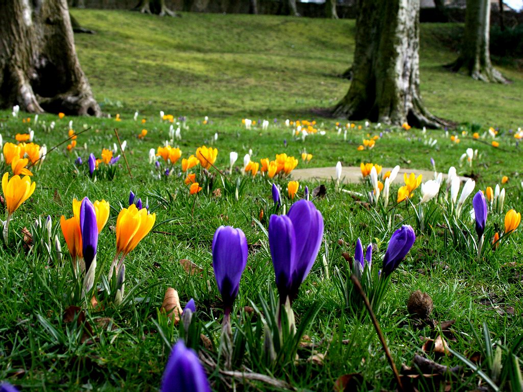 wallpaper: bunga cantik