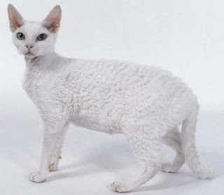 Devon Rex Cat (Picture)