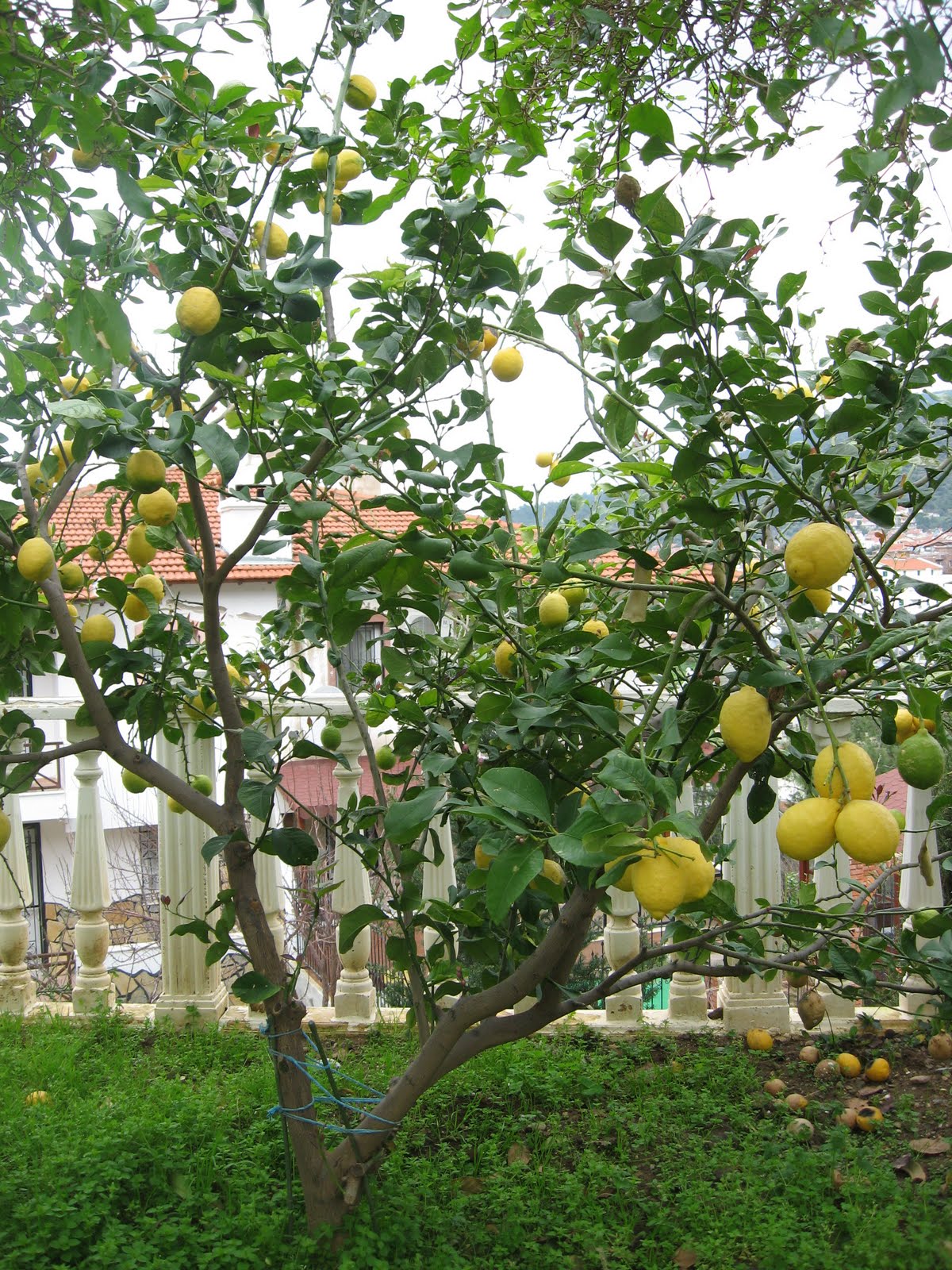 S U D A M L A S I: Limon Ağacı