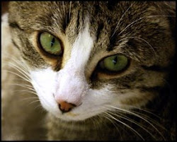 Leader- Lightningstar