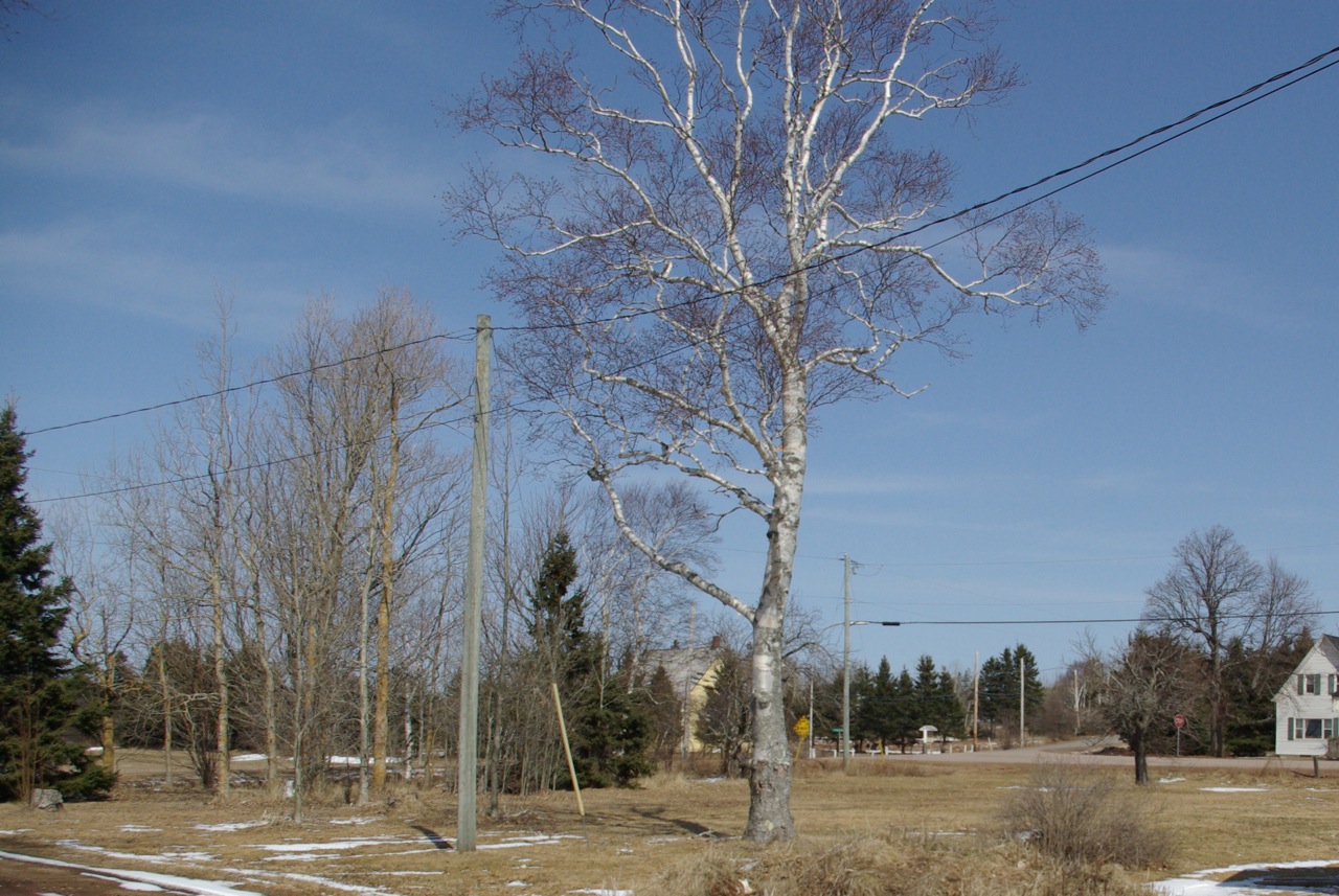 Canoe Corner Native Trees of PEI