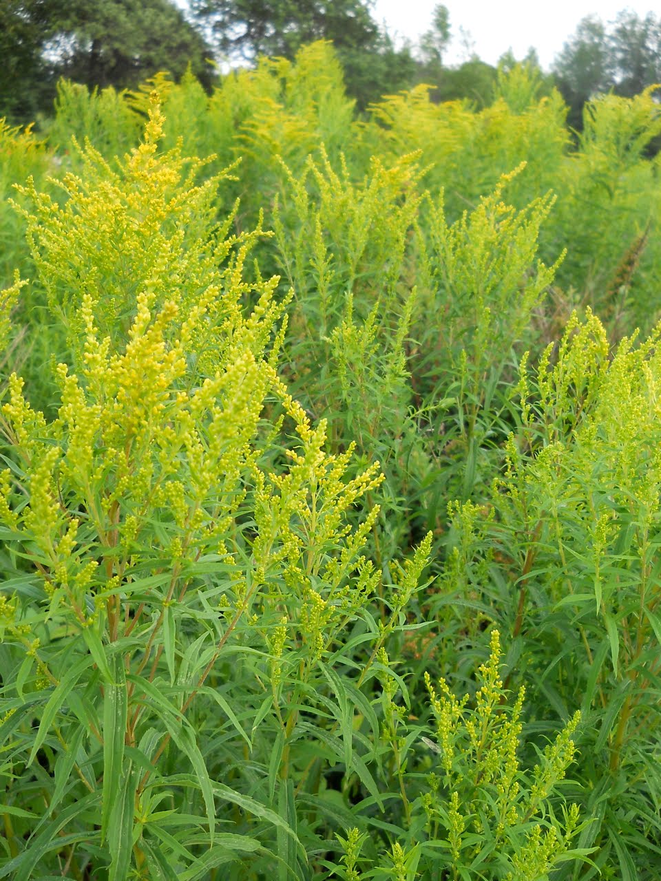 Yellow Flower Weed Identification