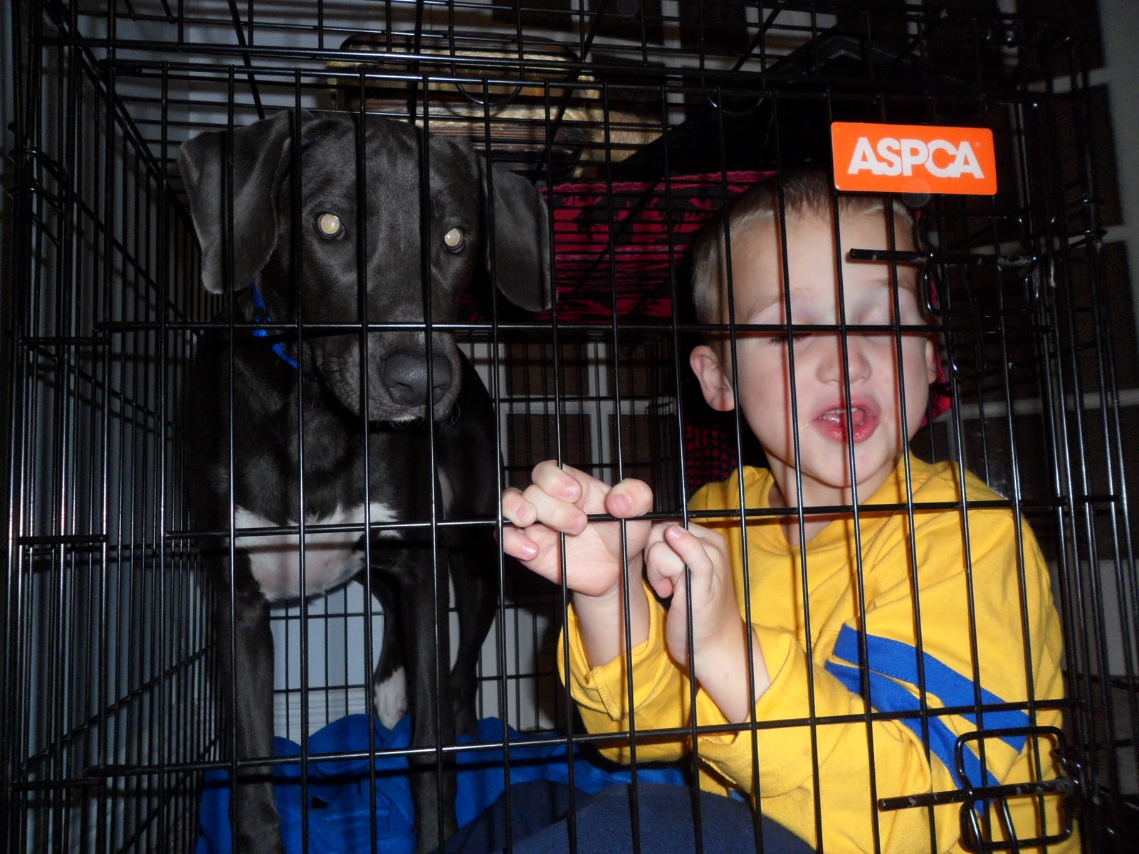 the next train to crazy crate training your child 101