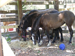 The Three Mustang Yearlings